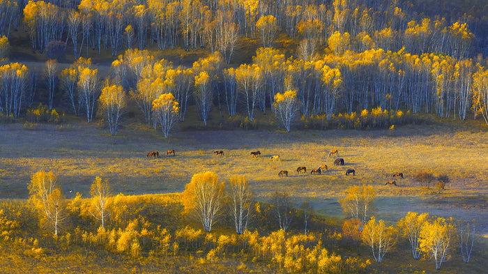 Fall Serenity archival giclée print by Hua Zhu
