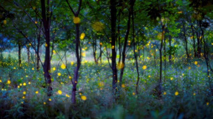 Magical Firefly Forest archival giclée print by Hua Zhu