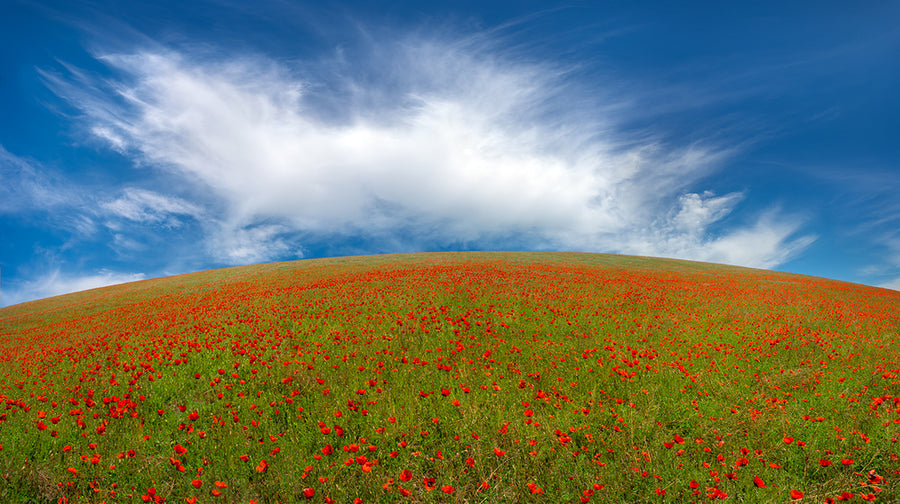 Red Poppies archival giclée print by Hua Zhu