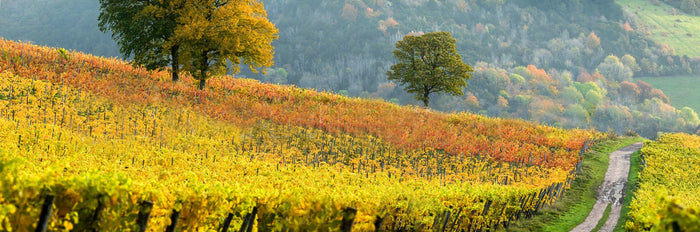 Denbies Vineyard II archival giclée print by John Miller