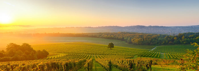 Denbies Vineyard I archival giclée print by John Miller