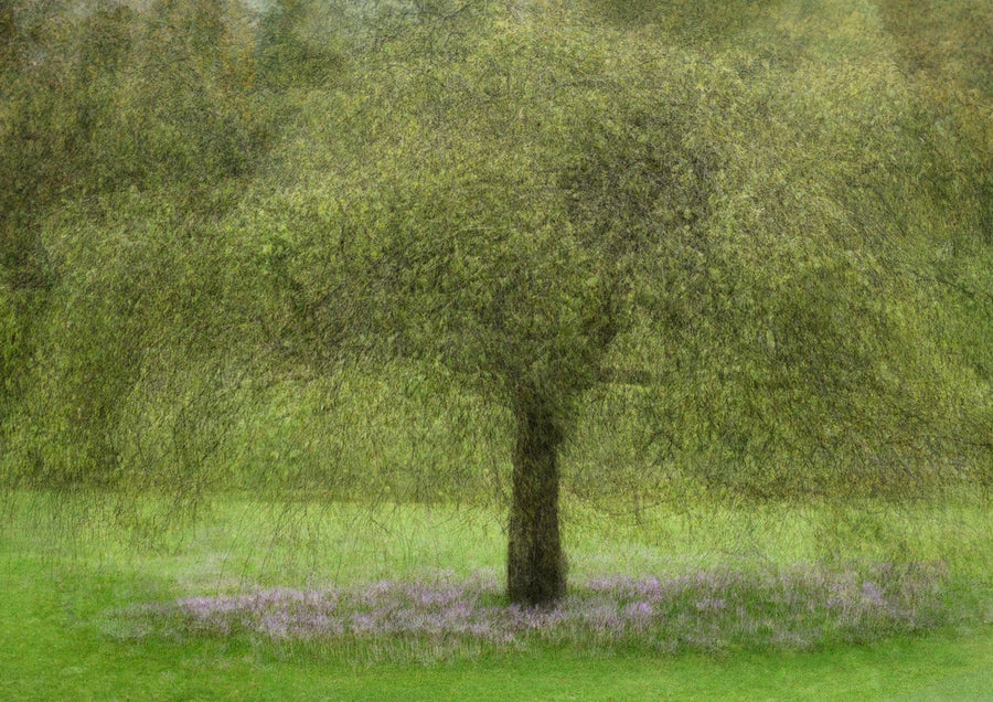 Weeping Willow Spring