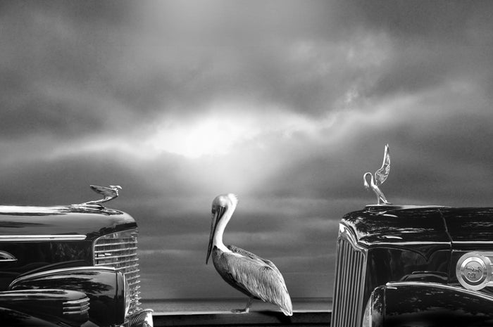 Contemplating the Pelican archival giclée print by Larry Butterworth