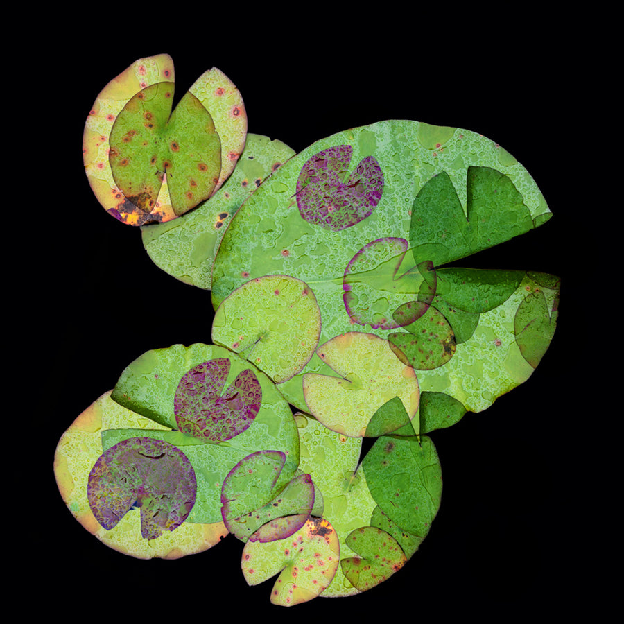 Lily Pads 1 archival giclée print by Cathryn Baldock