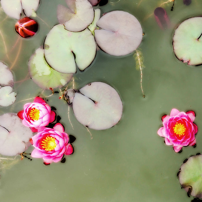 Lily Pads 5 archival giclée print by Cathryn Baldock