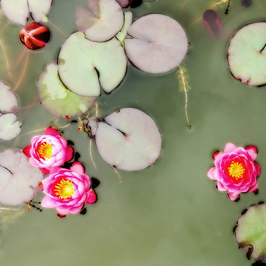 Lily Pads 5 archival giclée print by Cathryn Baldock