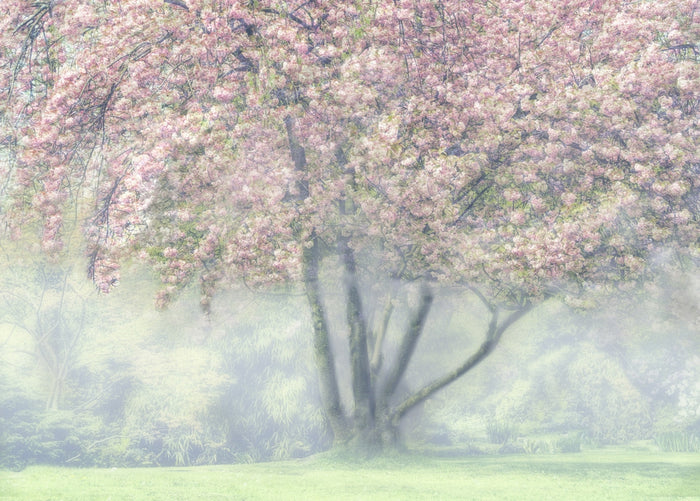 Misty Cherry Blossom archival giclée print by Marianne Wogeck