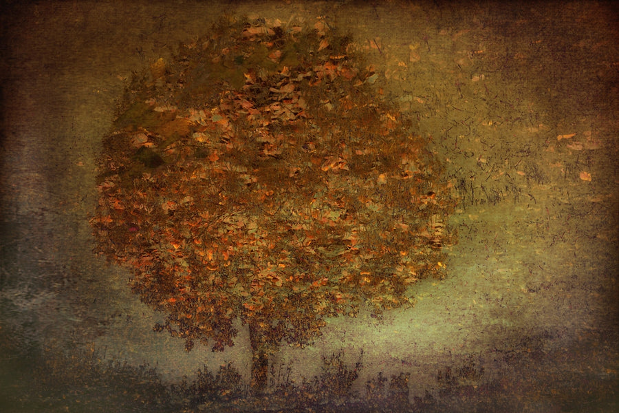 Autumn Tree