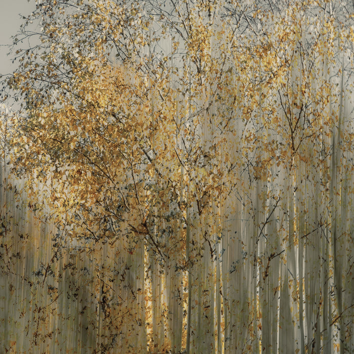 Birch Impressions archival giclée print by Nel Talen