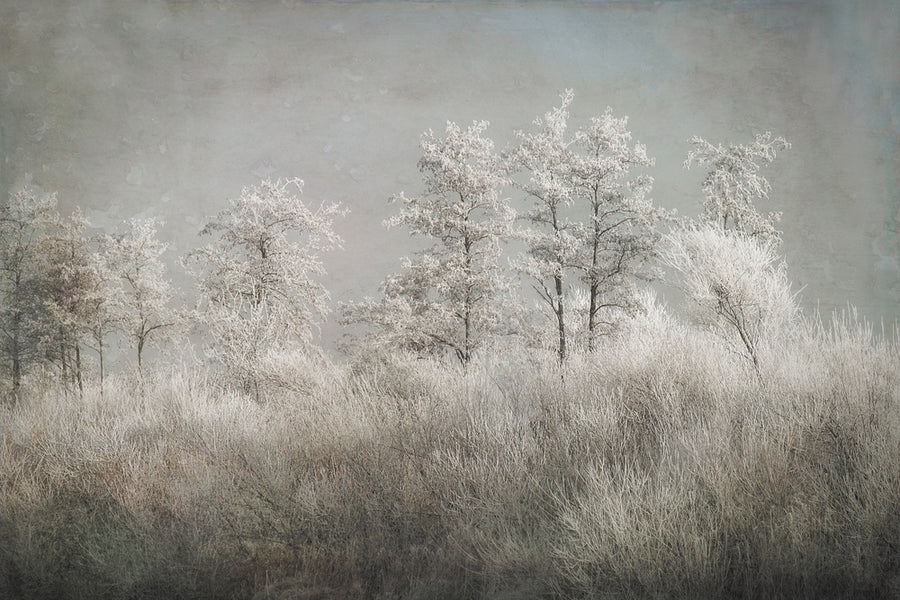 Cold Morning