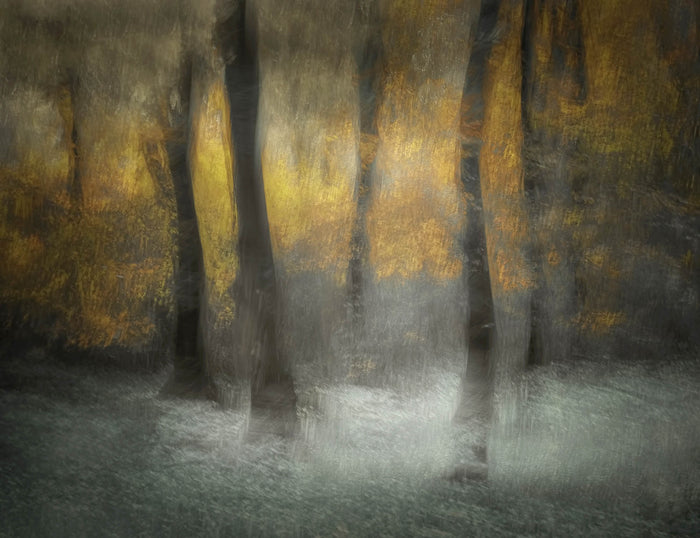 Dancing Trees archival giclée print by Nel Talen