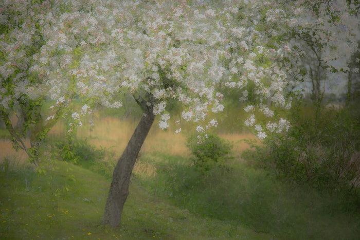 In the Garden archival giclée print by Nel Talen
