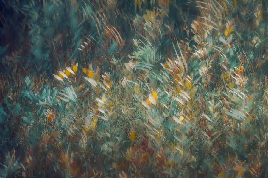 Late Summer archival giclée print by Nel Talen