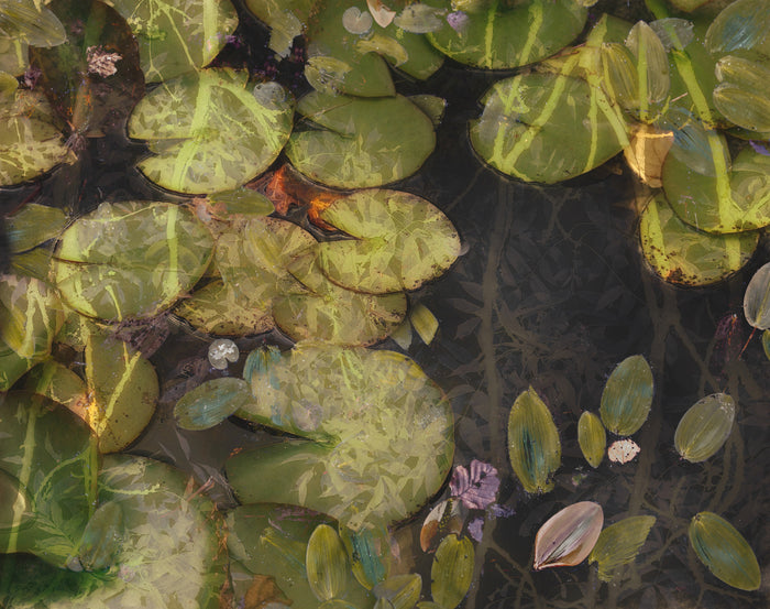 Pond Plants archival giclée print by Nel Talen
