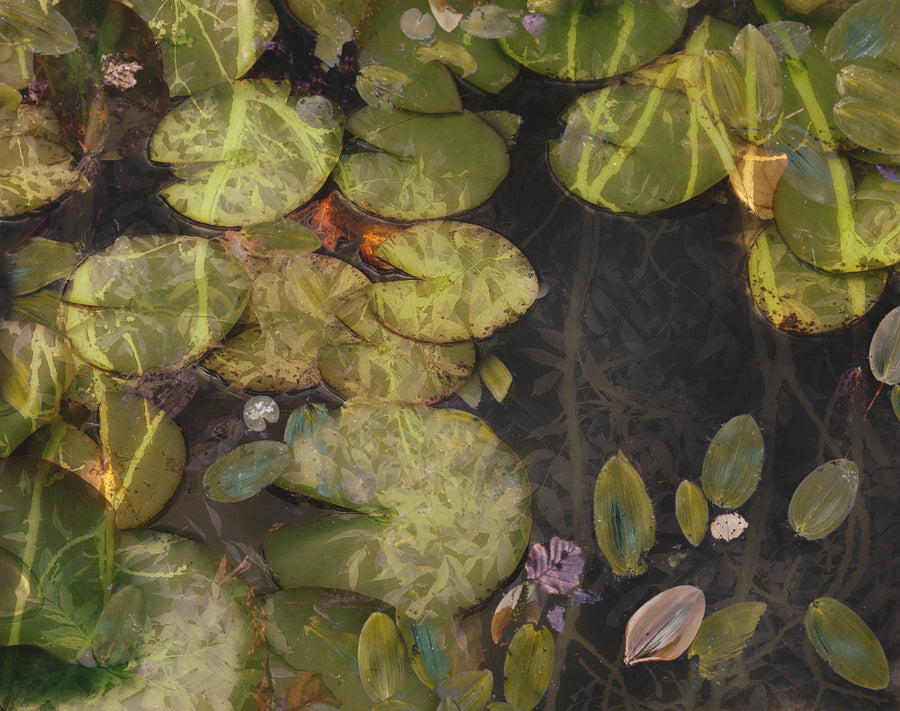 Pond Plants archival giclée print by Nel Talen