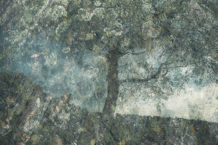 Rocks and a Tree archival giclée print by Nel Talen