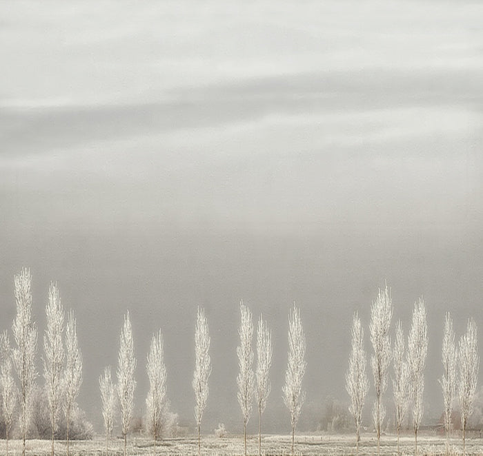 Frosted Winter Trees archival giclée print by Yvette Depaepe