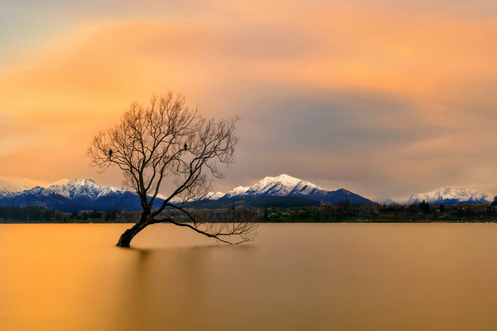 Lone Tree Golden Sunset archival giclée print by Hua Zhu