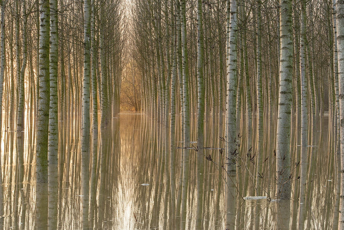 Golden Reflections Forest archival giclée print by Aglioni Simone