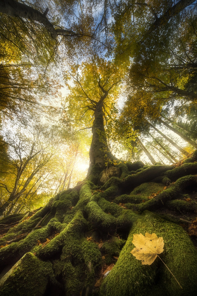 Golden Light Forest Roots archival giclée print by Alberto Ghizzi Panizza