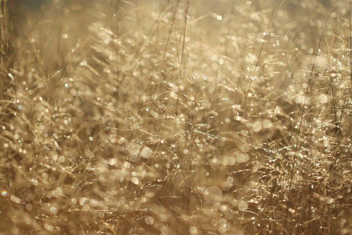 Diamonds and Gold I by Alyson Fennell