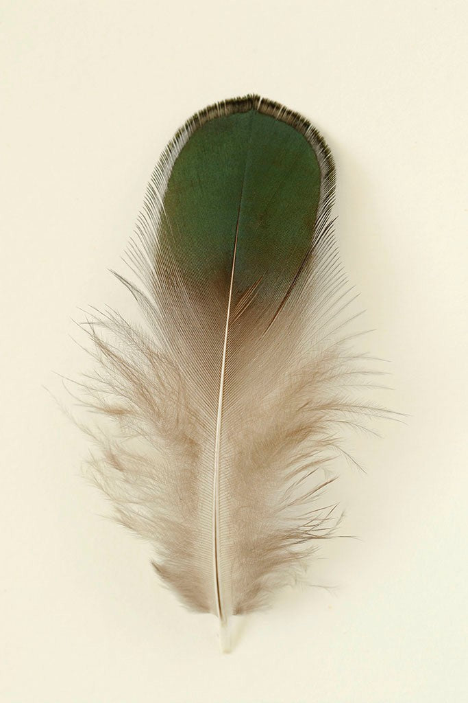 Feathers I by Alyson Fennell