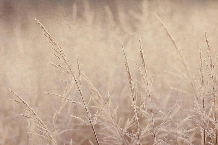 Frosty Winter Morning I by Alyson Fennell