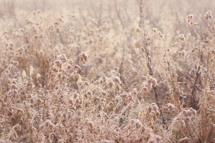 Frosty Winter Morning II by Alyson Fennell