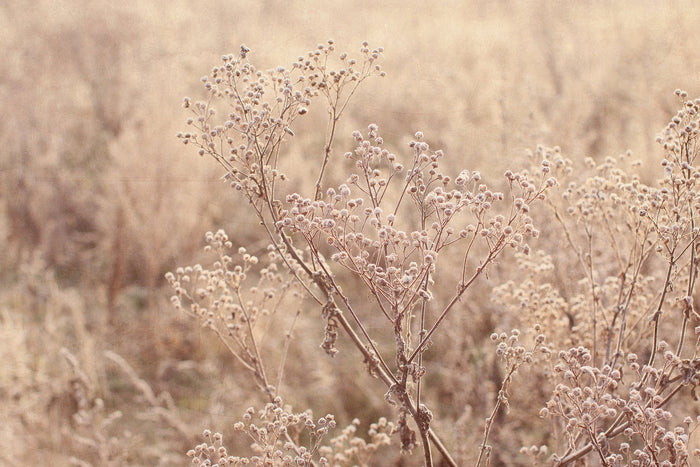 Frosty Winter Morning III by Alyson Fennell