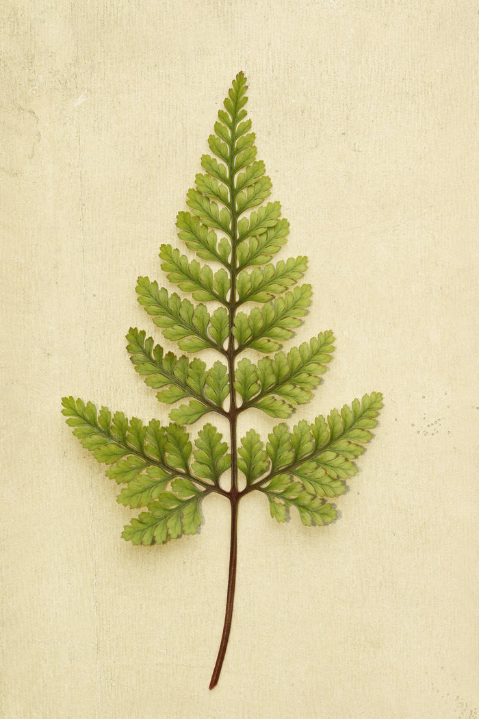 Rabbit's Foot Fern by Alyson Fennell