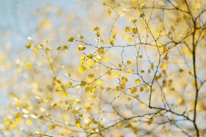 Spring Silver Birch by Alyson Fennell