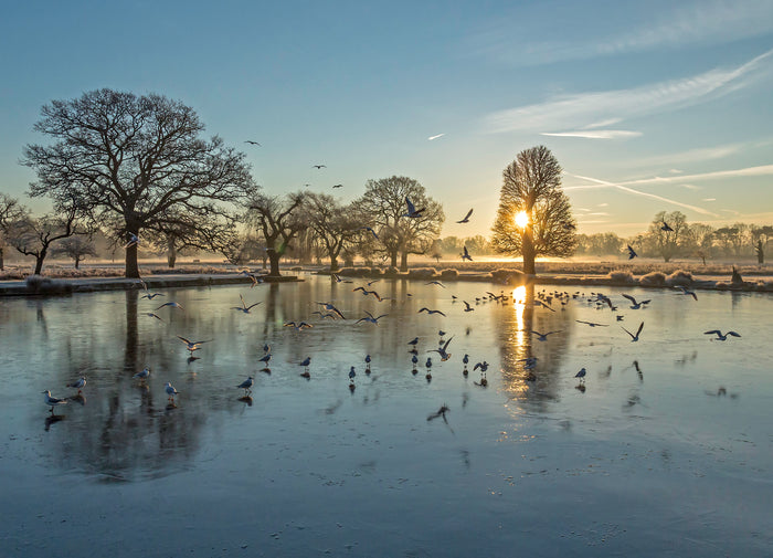 Bushy Park by Andrew Wilson