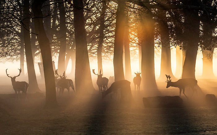 Stags among the Trees, Bushy Park by Andrew Wilson