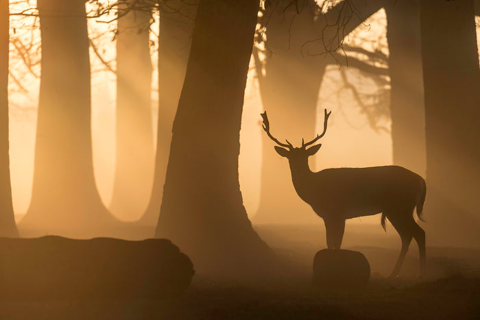 Stags in Bushy Park by Andrew Wilson
