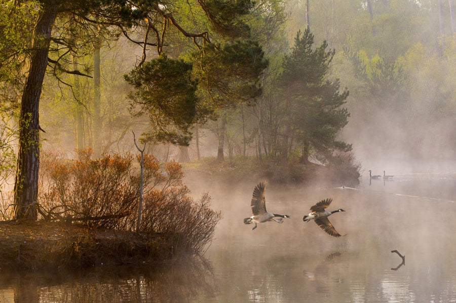 Misty Morning Geese Flying archival giclée print by Anton van Dongen