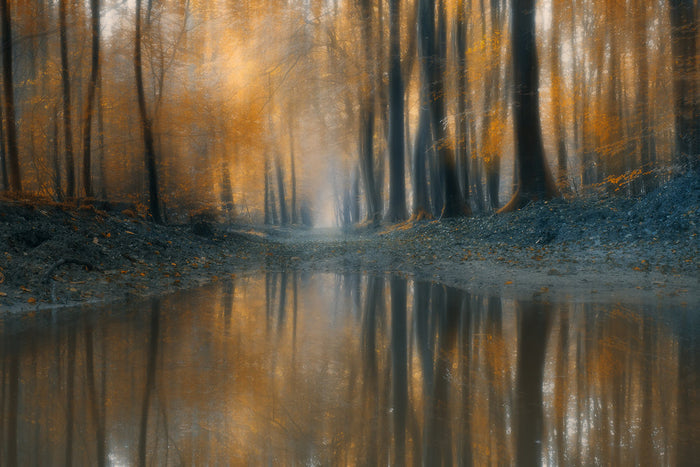 Golden Forest Reflection archival giclée print by Bingo Z