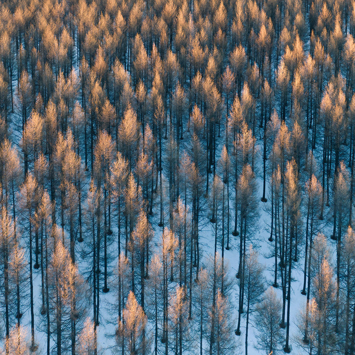Golden Winter Forest archival giclée print by Bingo Z