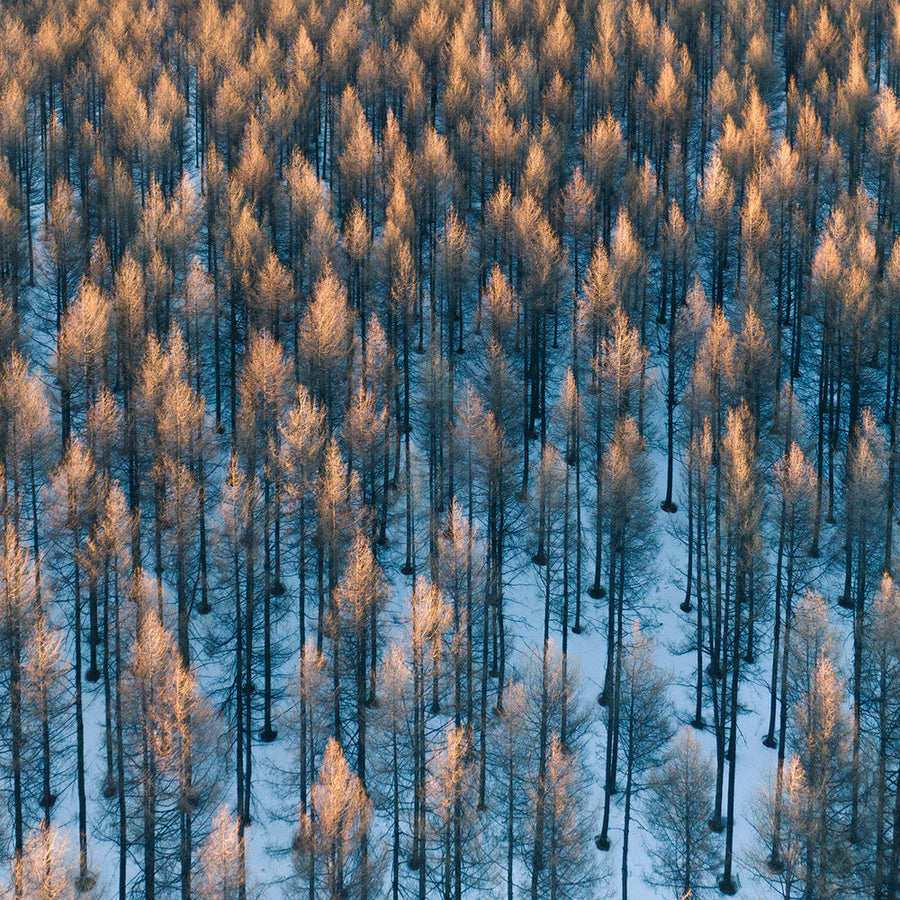 Golden Winter Forest archival giclée print by Bingo Z