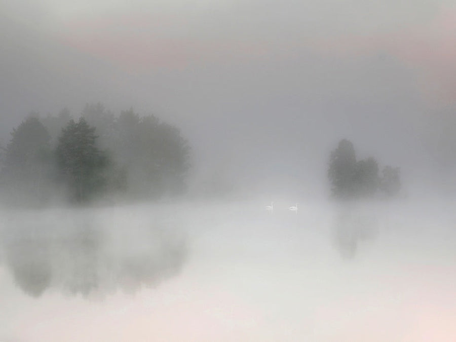 Misty Lake Swans archival giclée print by Bjorn Emanuelson