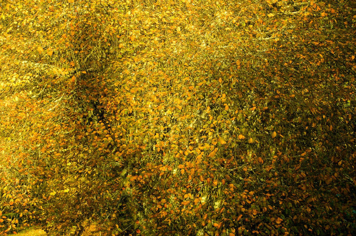 Cathryn Baldock — art prints and wall art