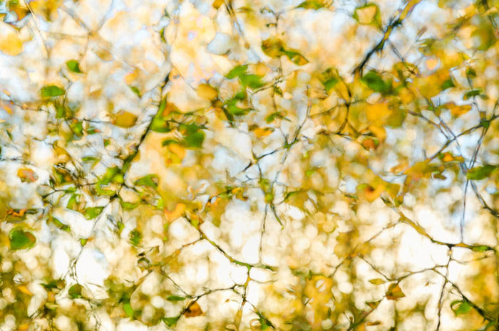Birch Branches archival giclée print by Cathryn Baldock