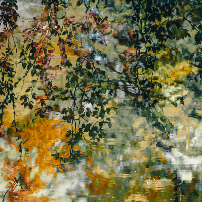Copper beech archival giclée print by Cathryn Baldock