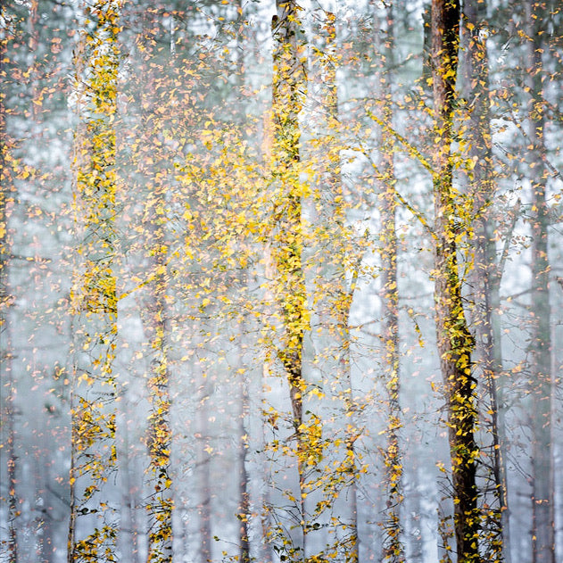 Dibden Mist 2 archival giclée print by Cathryn Baldock