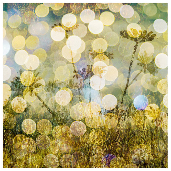 Hedgerow Bokeh 2 archival giclée print by Cathryn Baldock