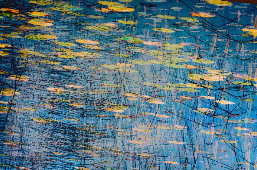 Laharandota Lough Lilies 3 archival giclée print by Cathryn Baldock