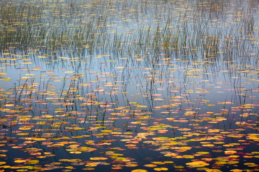 Laharandota Lough Lilies 5 archival giclée print by Cathryn Baldock