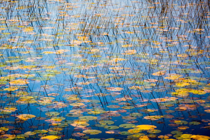 Laharandota Lough Lilies 8 archival giclée print by Cathryn Baldock