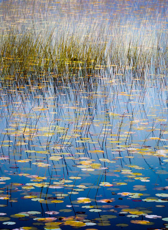 Laharandota Lough Lilies 9 archival giclée print by Cathryn Baldock