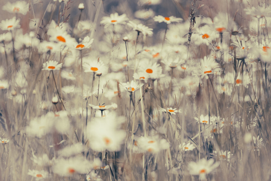 Oxeye daisies 1 archival giclée print by Cathryn Baldock