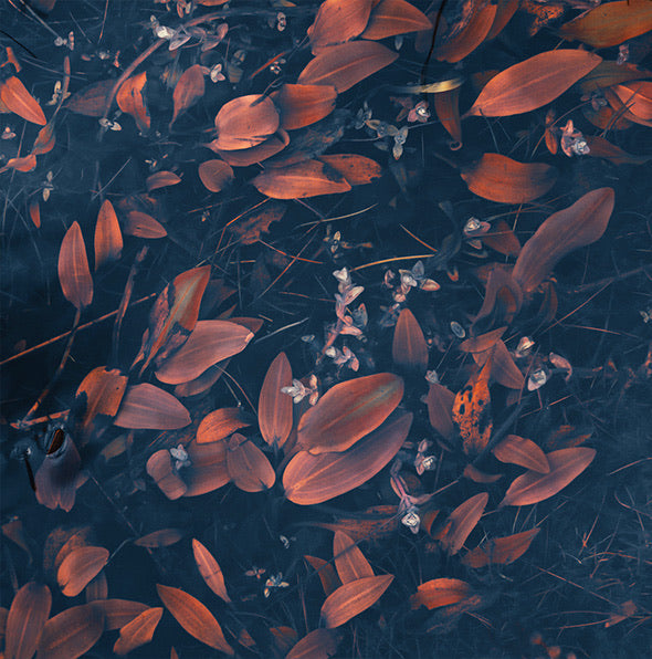 Pond Weed archival giclée print by Cathryn Baldock